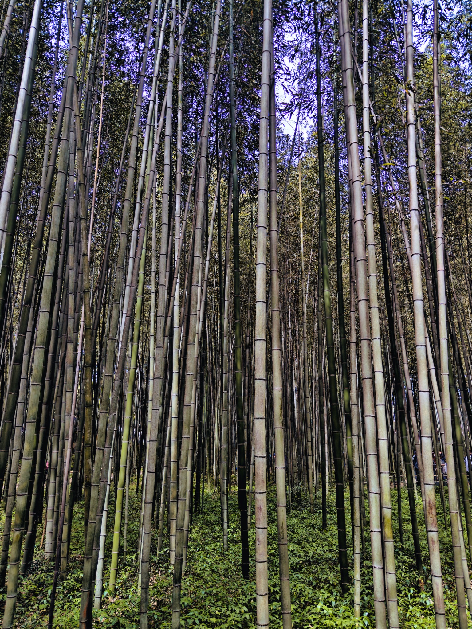 Bamboo