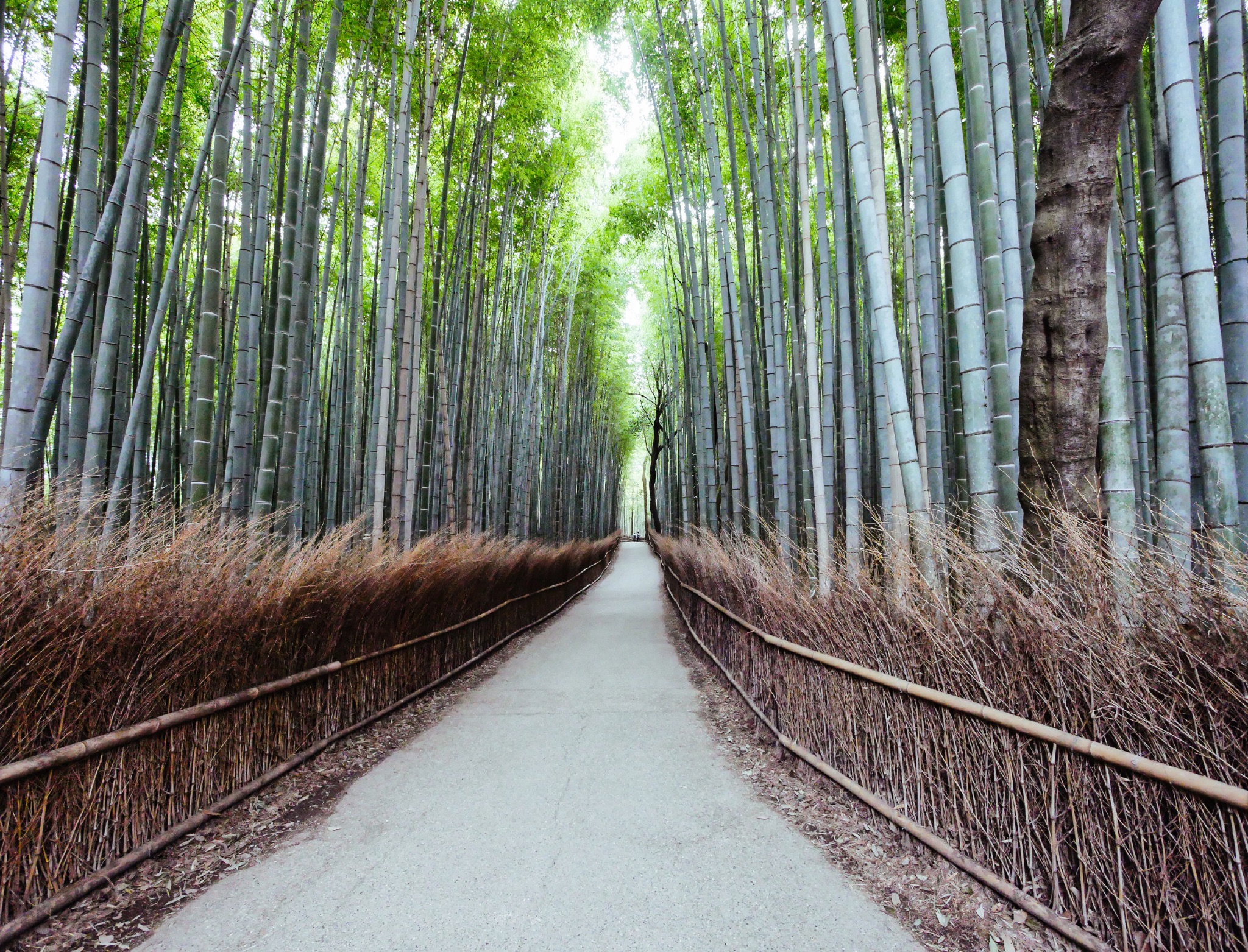 BambooForest1