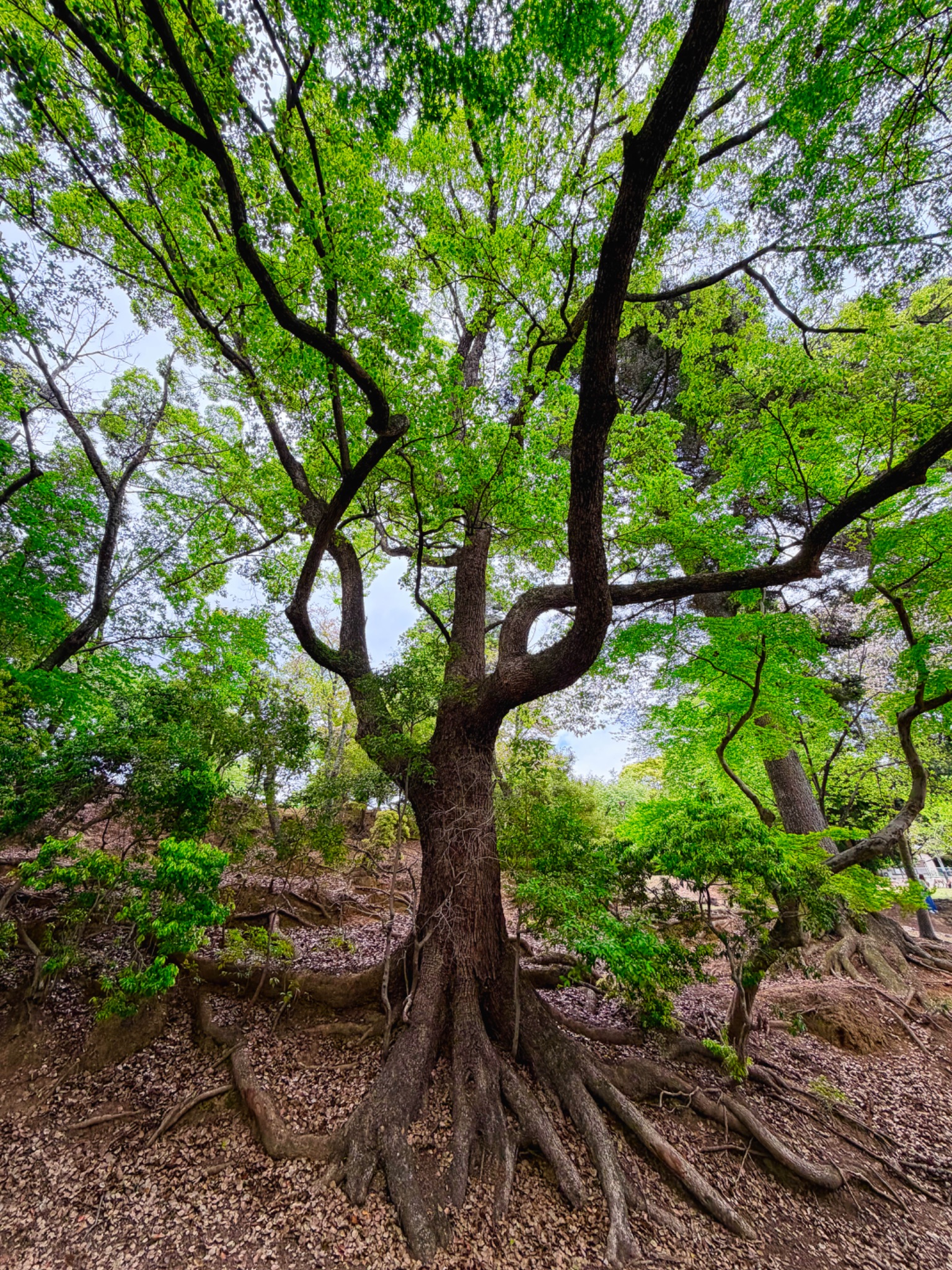 BeautifulTree