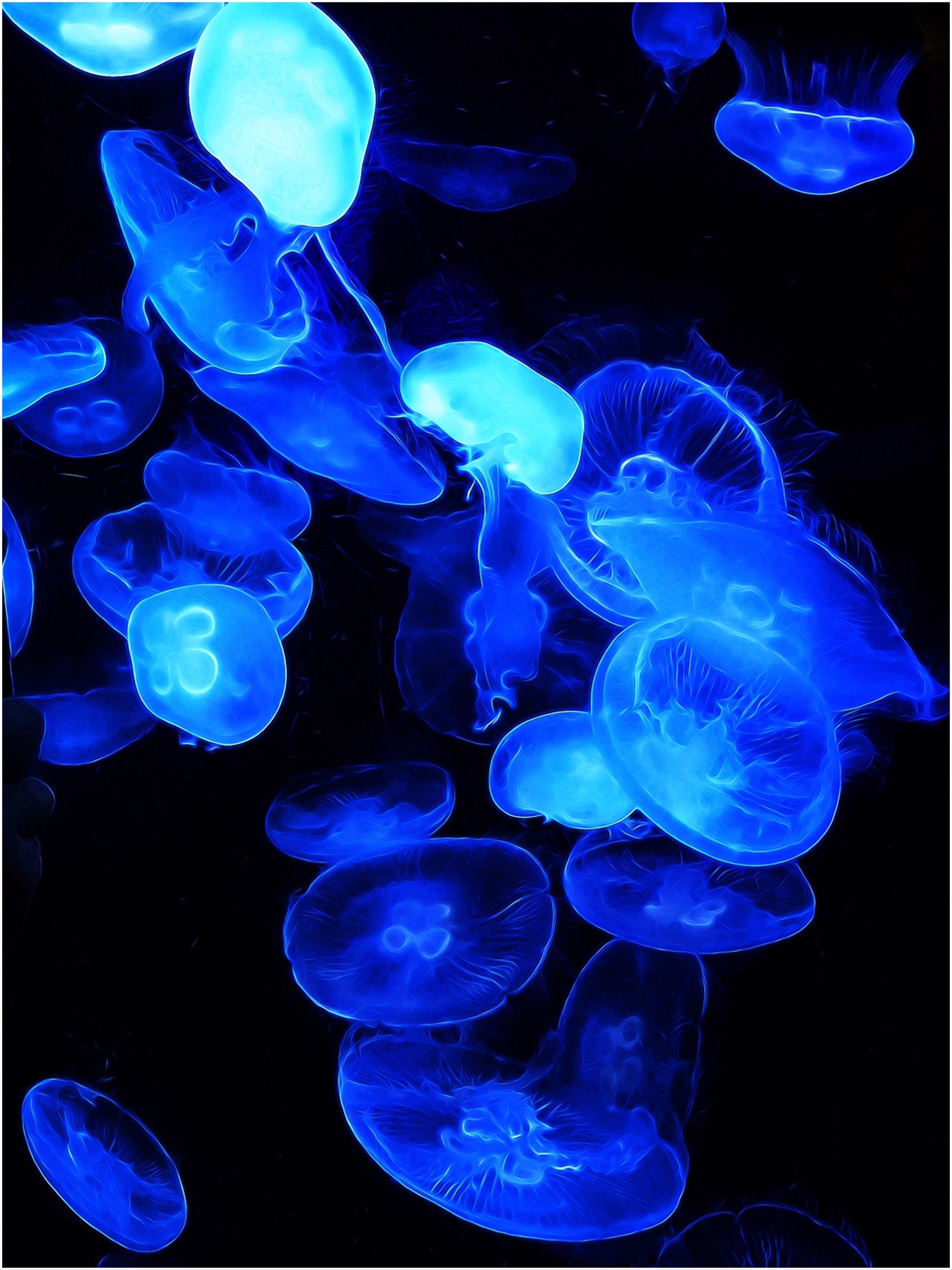 Jellyfish