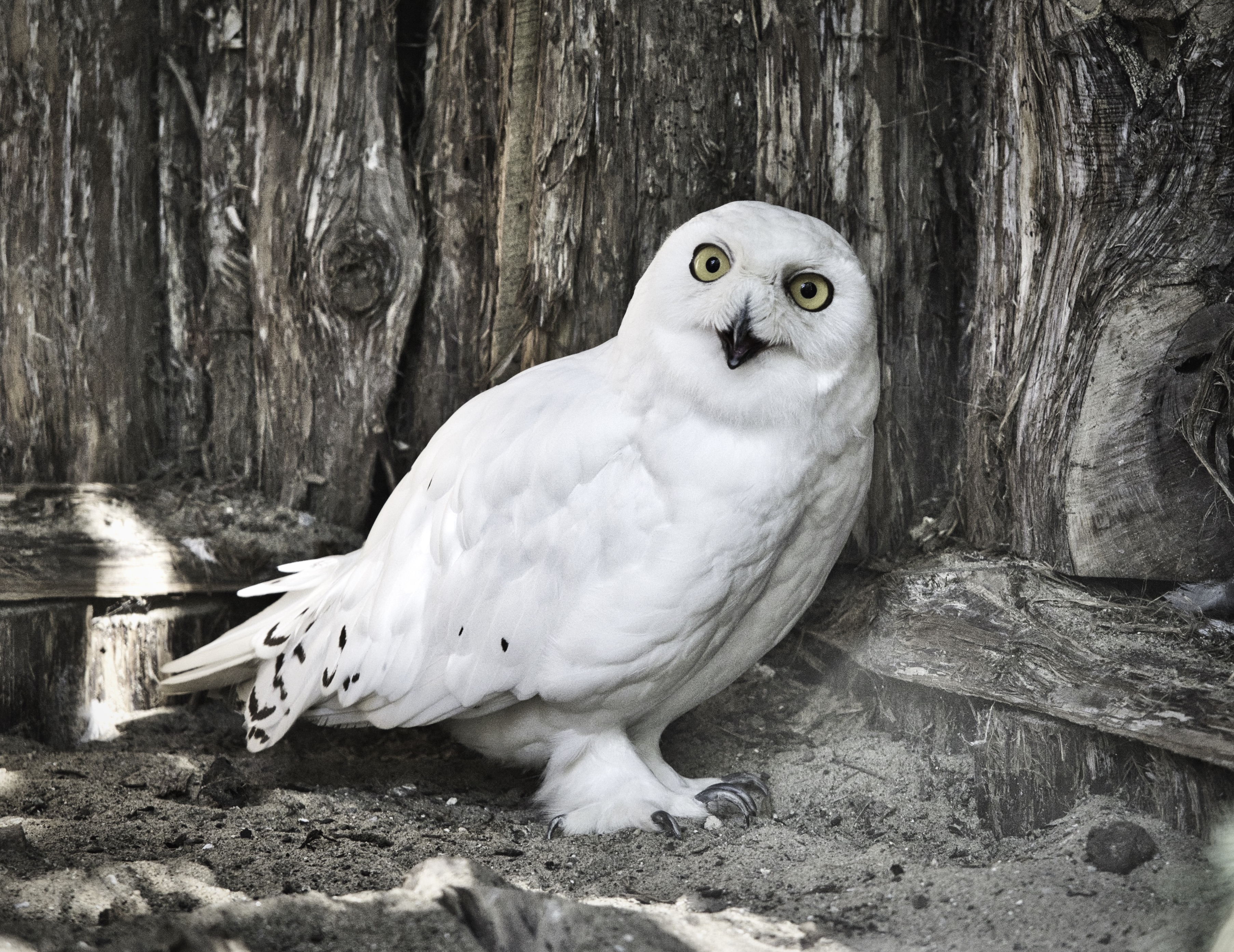 Owl