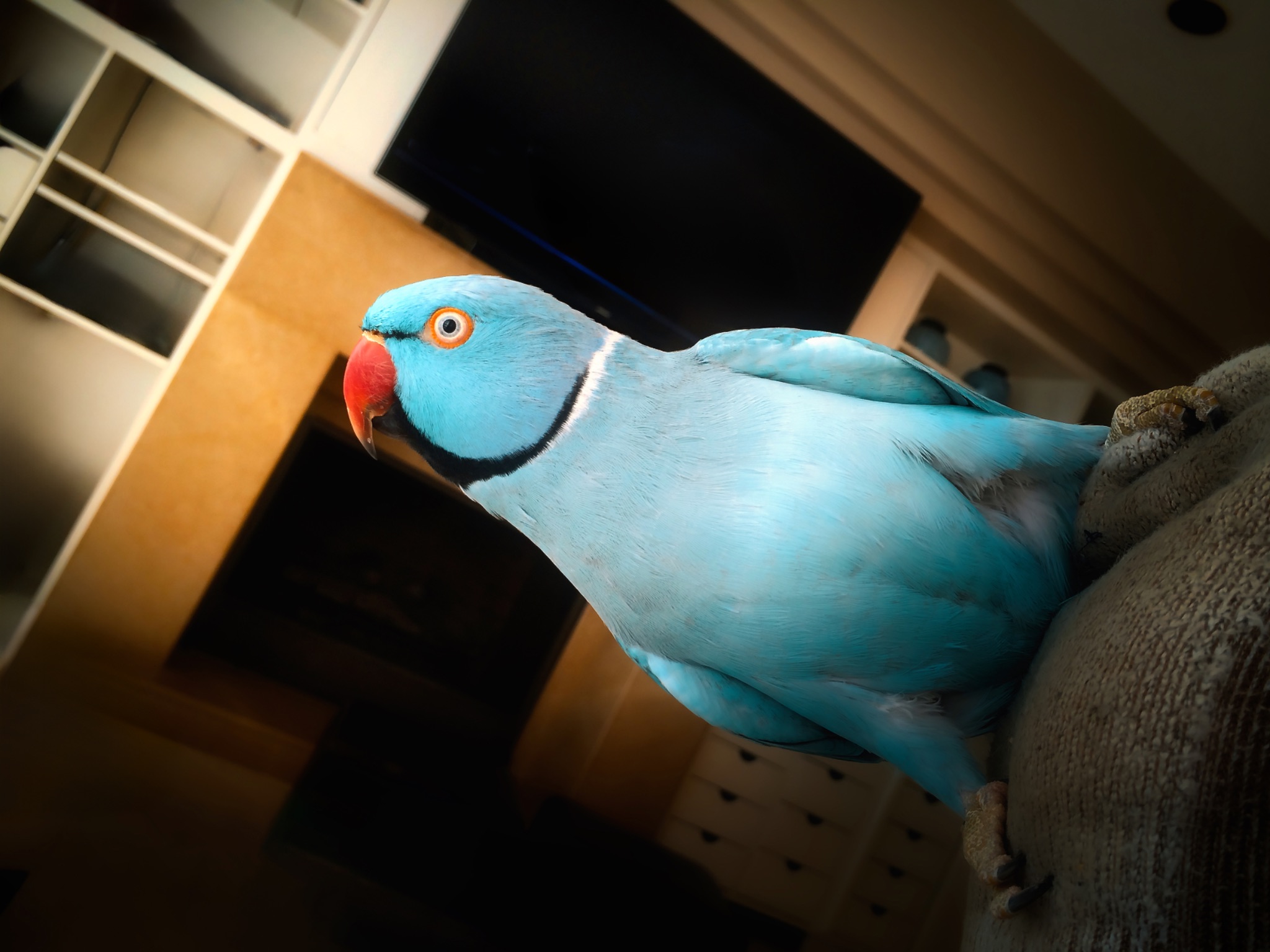 PetieBird