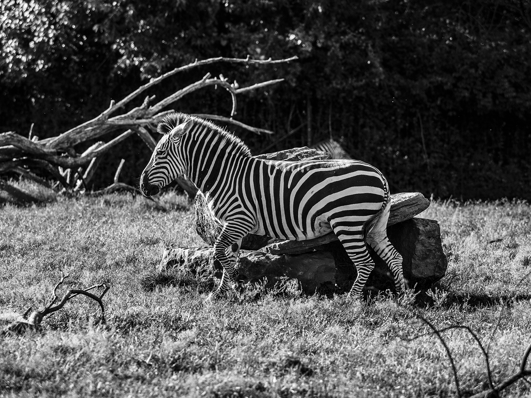 Zebra